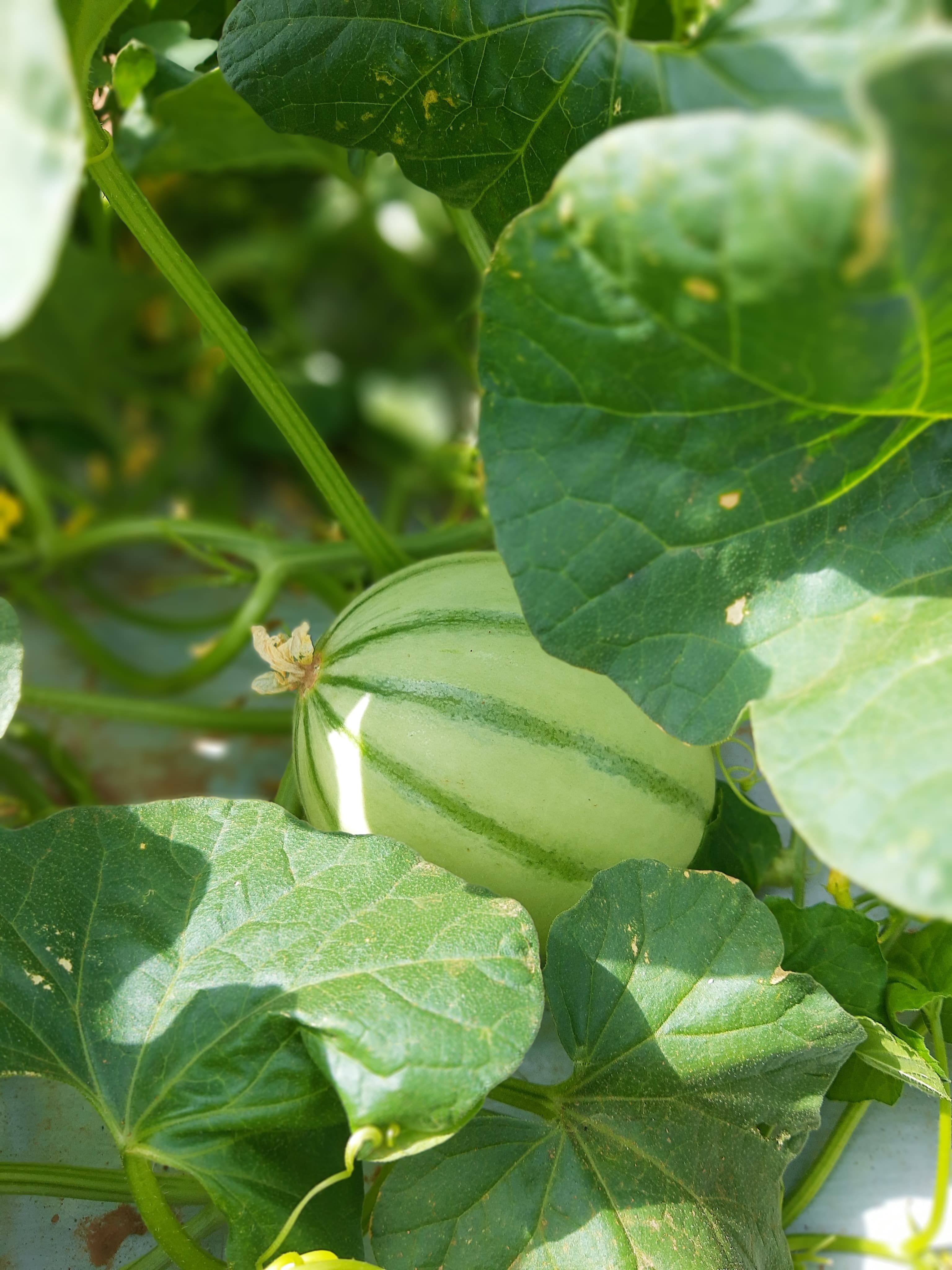 Resolute Phytosanitary