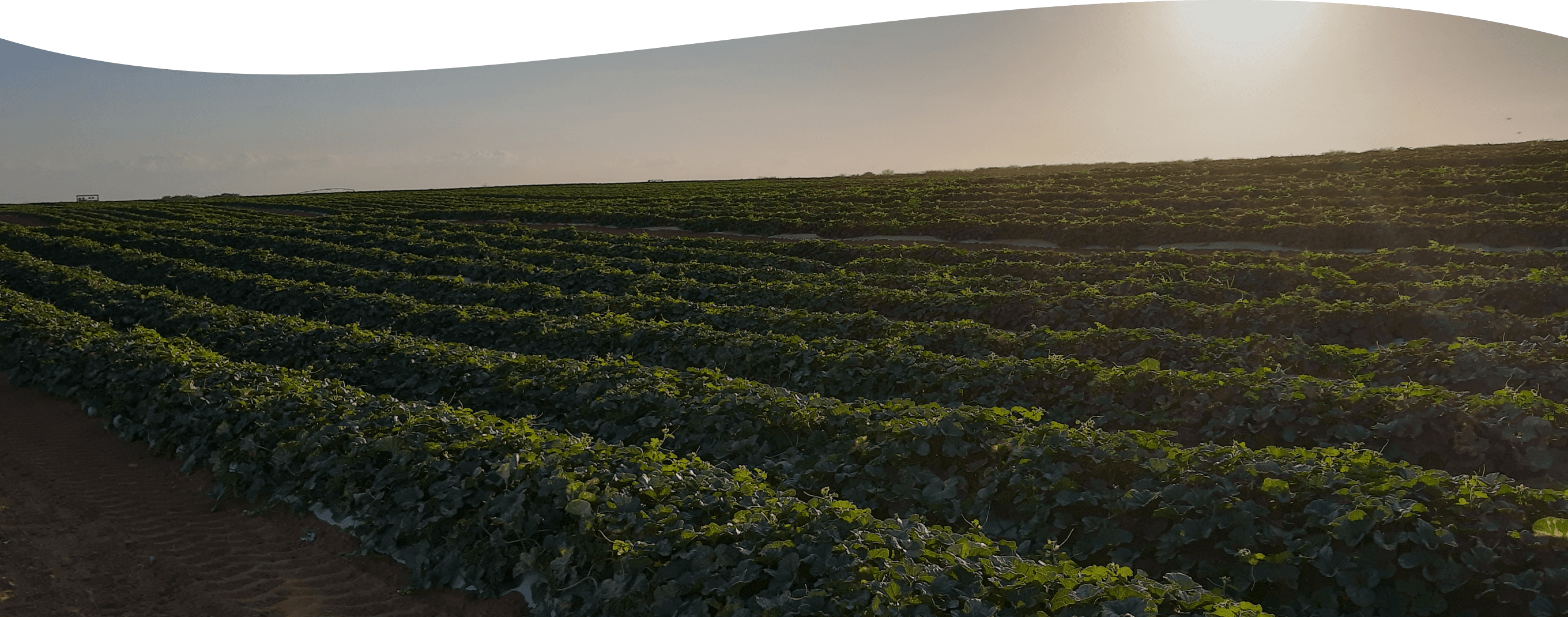 Sustainable practices background